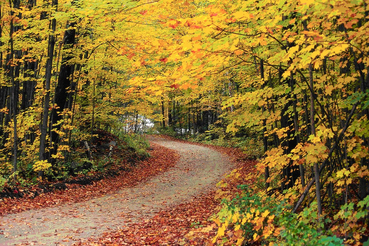 Brilliant red and orange autumn foliage lining a New England road in October