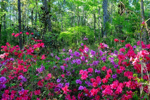 Magnolia Plantation and Gardens in Charleston