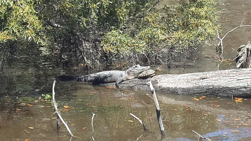 Bayou Swamp Tour in New Orleans
