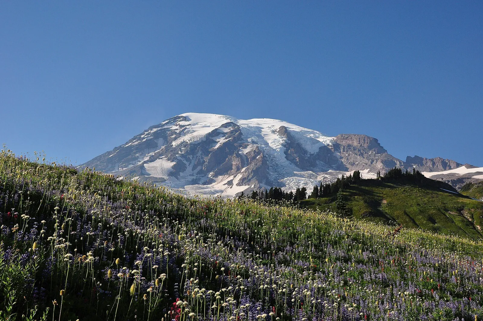 Mount Rainier above a dark evergreen forest with a wildflower meadow in the foreground