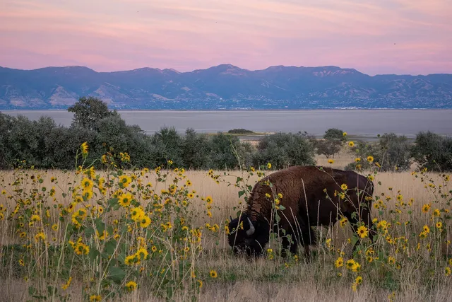 Antelope Island State Park in Salt Lake City