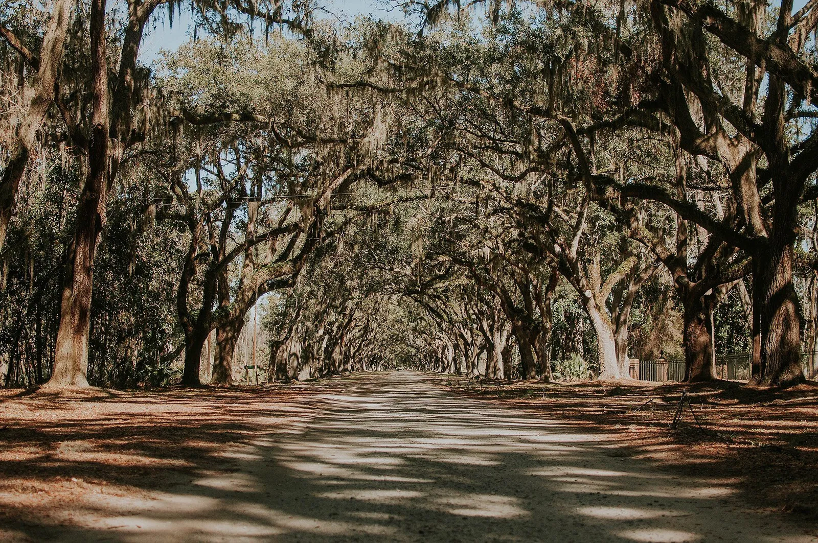 Oak avenue draped in Spanish moss in Savannah, Georgia