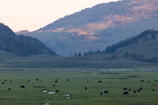 Lamar Valley in Yellowstone