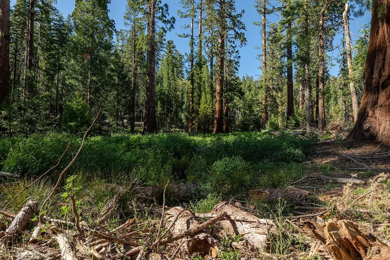 Mariposa Grove in Yosemite